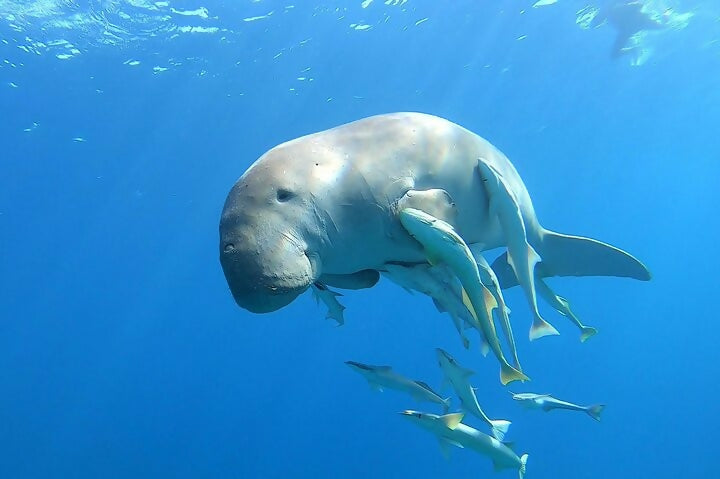 The Heart of Egypt - 7 Days